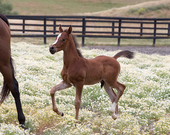 ShermanFoals2017_7_4372