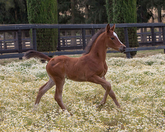 ShermanFoals2017_7_4370