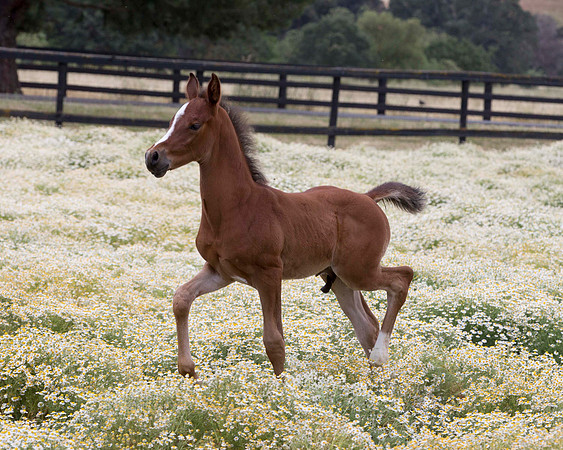 ShermanFoals2017_7_4376