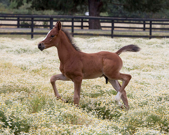 ShermanFoals2017_7_4378