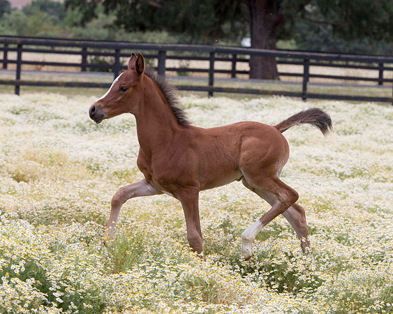 ShermanFoals2017_7_4379