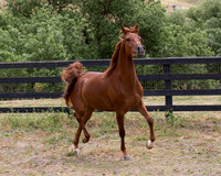 Ginger2017_8_4569