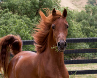 Ginger2017_8_4593