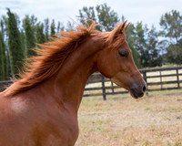 Ginger2017_8_4608