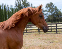 Ginger2017_8_4609