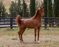 Ginger2017_8_4626