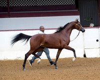 Class 1 - Arabian Geldings 4 Years & Under