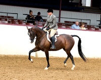 Class 282 - HA Hunter Pl/Jr Horse 5 & Under