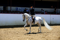 Class 328 - Arabian Hunter Pl/AATR Select