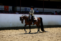 Class 331 - Arabian Western Pl/JTR Choice/Elite