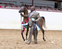 Class 211 - Arabian Yearling Filly Breeders Sweepstakes