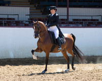 Class 337 - Arabian English Show Hack/JTR 18 Yrs & Under