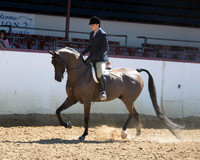 Class 339 - Arabian Hunter Pl Championship
