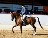 Class 315 - Arabian Hunter Pl/Jr Horse 5 & Under