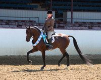 Class 388 - Arabian Hunter Pl/JOTR Choice/Elite