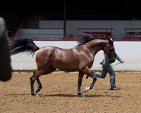 Class 202 - HA Mare Breeders/2Yrs & Over