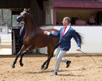 Class 204 - HA Gelding In-Hand/2Yrs & Over
