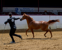 Class 205 - Arabian Filly Breeding/Yearlings