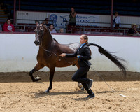 Class 206 - HA Gelding In-Hand/2Yrs & Over/AOTH