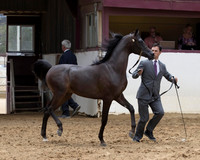 Class 207 - Arabian Colt Breeding/Yearlings