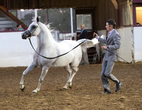 Class 308 - Arabian Mares Breeding/2 Yrs & Over
