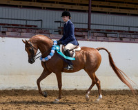 Class 284 - Arabian Hunter Pl/JTR Choice/Elite