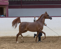 Class 209 - Arabian Filly Breeding/2 Yr Olds