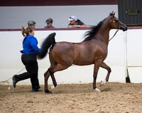 Class 210 - Arabian Gelding In-Hand/2Yrs & Over/AOTH