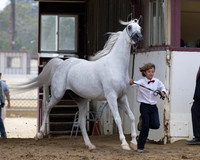 Class 212 - Arabian Mare Breeding/2 Yrs & Over/AOTH