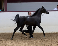 Class 213 - Arabian Yearling Colt/Gelding Breeders Sweepstakes