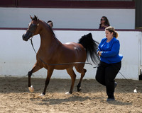 Class 214 - Arabian Gelding/ATH 2Yrs & Over