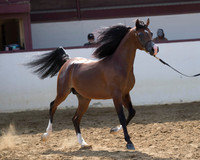 Class 215 - Arabian Colt Breeding/2 Yrs Old