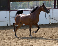 Class 217 - Arabian Gelding/2 Yrs Old