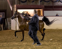Class 312 - Arabian Breeding Stallion