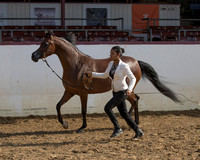 Class 382 - HA Mares Championship/ATH