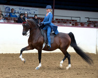 Class 226 - Arabian Country English Pl/JTR Choice/Elite