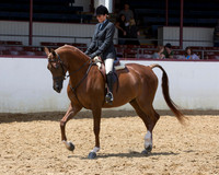 Class 387 - Arabian Hunter Pl/ATR Jr Horse