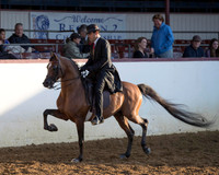 Class 259 - Arabian English Pl Championship