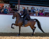 Class 291 - HA English Pl Championship