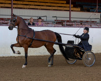 Class 304 - HA Pleasure Driving Championship