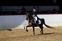Class 68 - Arabian English Show Hack/AATR 19 Yrs/Over