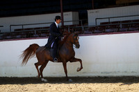 Class 82 - Arabian English Pl/Jr Horse 5 Yrs & Under