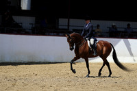 Class 81 - HA Hunter Pl/JTR Choice/Elite