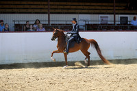 Class 86 - Arabian Country English Pl/Jr Horse 5 Yrs & Under