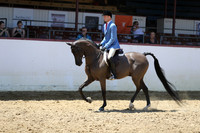 Class 87 - Arabian Hunter Pl/AATR Choice/Elite