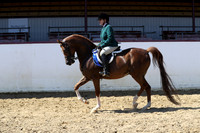 Class 116 - Arabian Hunter Pl/AAOTR 19 Yrs & Over