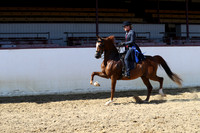 Class 119 - HA Country English Pl/Mares & Geldings