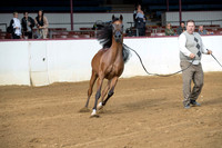 Class 2 - Arabian Geldings 5 & Over