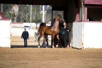 Class 3 - Arabian Geldings 2 & Over ATH
