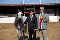 Class 4 - Arabian Show Champion  Geldings